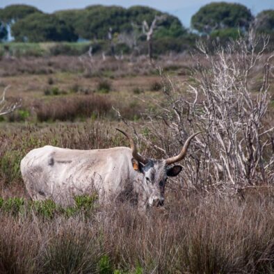 Parco Naturale della Maremma