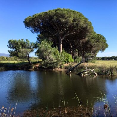 Il laghetto di Principina a Mare