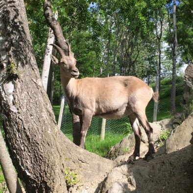 Parco faunistico d’Introd