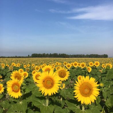 Campo di girasoli lungo la pista ciclabile Grosseto – Marina