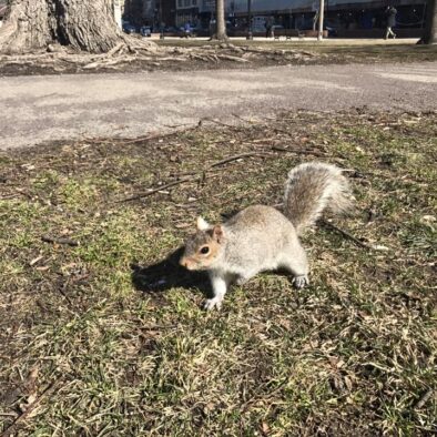 Audaci scoiattolini al parco Boston Common