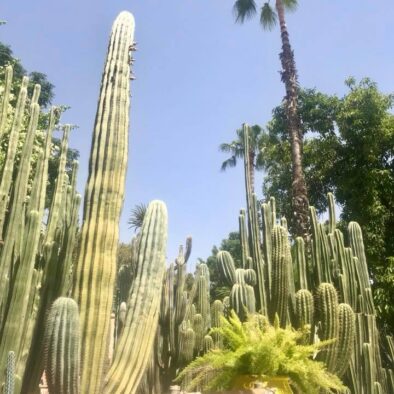 Majorelle Garden