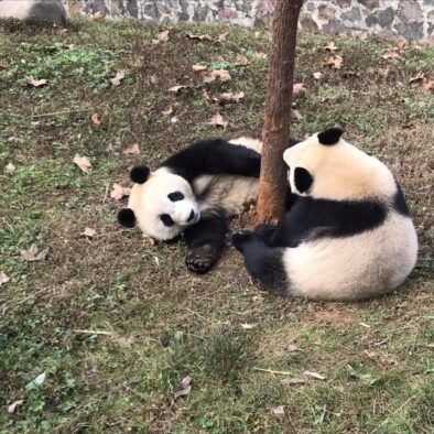 Il Centro di Conservazione e Ricerca del Panda Gigante a Dujiangyan (大熊猫保护研究中心都江堰基地)