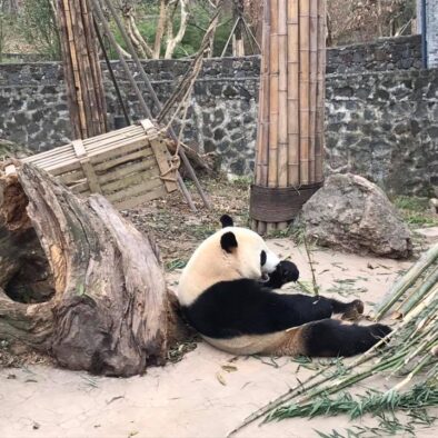 Il Centro di Conservazione e Ricerca del Panda Gigante a Dujiangyan (大熊猫保护研究中心都江堰基地)