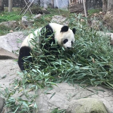 Il Centro di Conservazione e Ricerca del Panda Gigante a Dujiangyan (大熊猫保护研究中心都江堰基地)