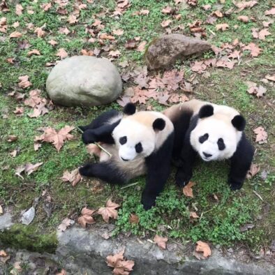 Il Centro di Conservazione e Ricerca del Panda Gigante a Dujiangyan (大熊猫保护研究中心都江堰基地)