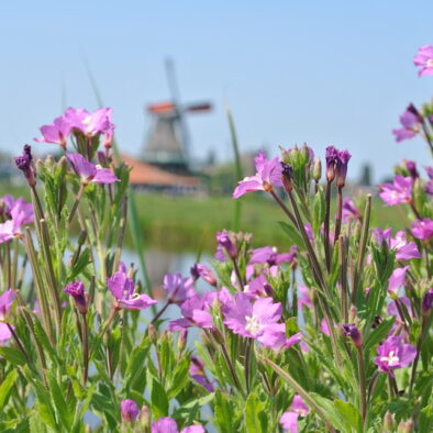 Windmills at Zaanse Schans Village