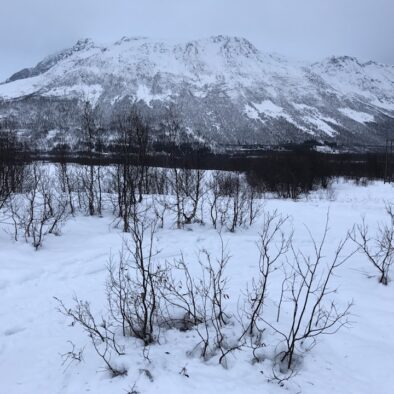 Tromso Arctic Reindeer Experience