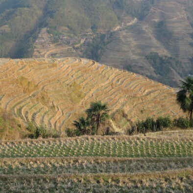 Le risaie di Longsheng (龙胜梯田)