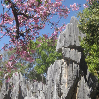 La Foresta di Pietra (石林)
