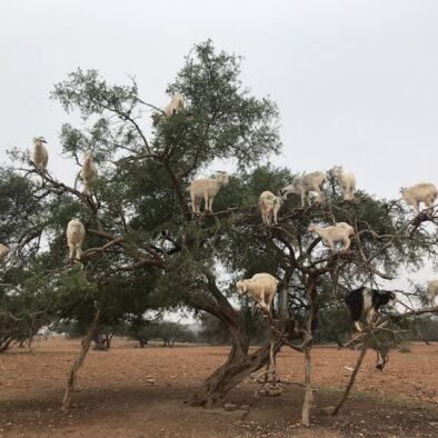 Tree-climbing goats