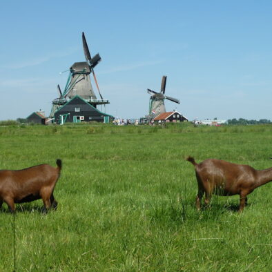 Windmills at Zaanse Schans Village