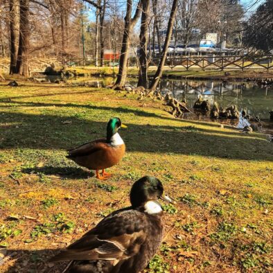 Simplon Park
