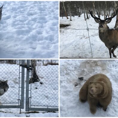Polar Park